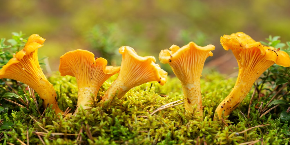 Do Morel Mushrooms Grow In Florida