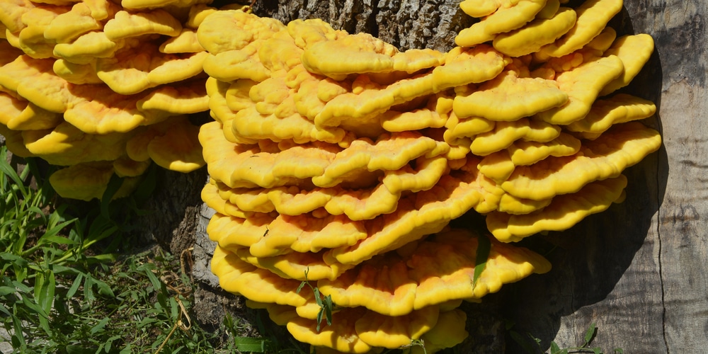 Orange Mushrooms In Yard