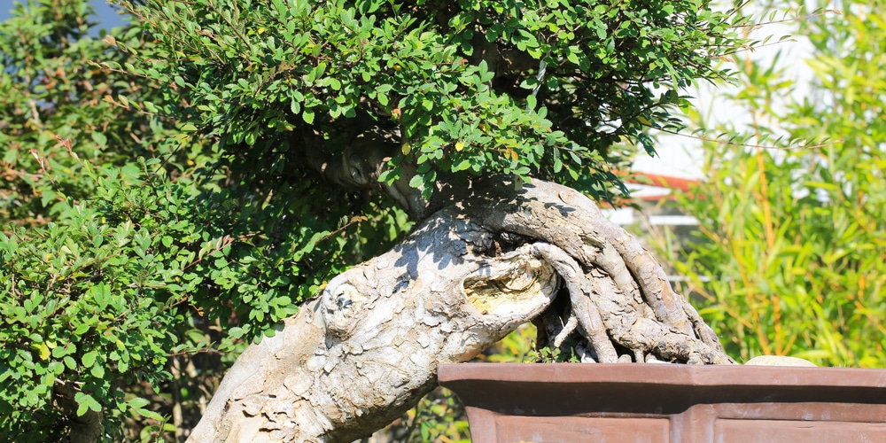 Shade Trees That Grow In Clay Soil