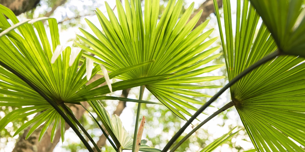 chinese fan palm