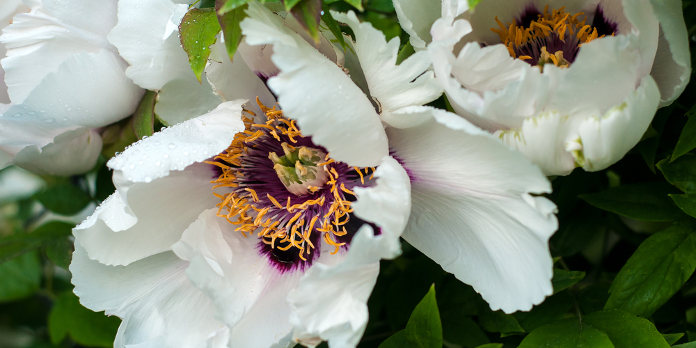 when to plant peonies in utah