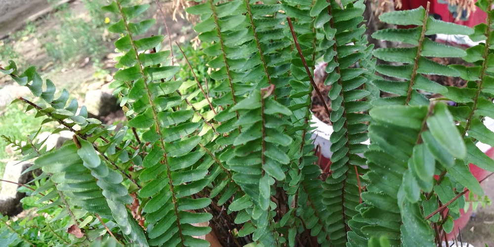 Evergreen Ferns Zone 7