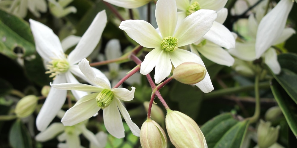Is epsom salts good for clematis?