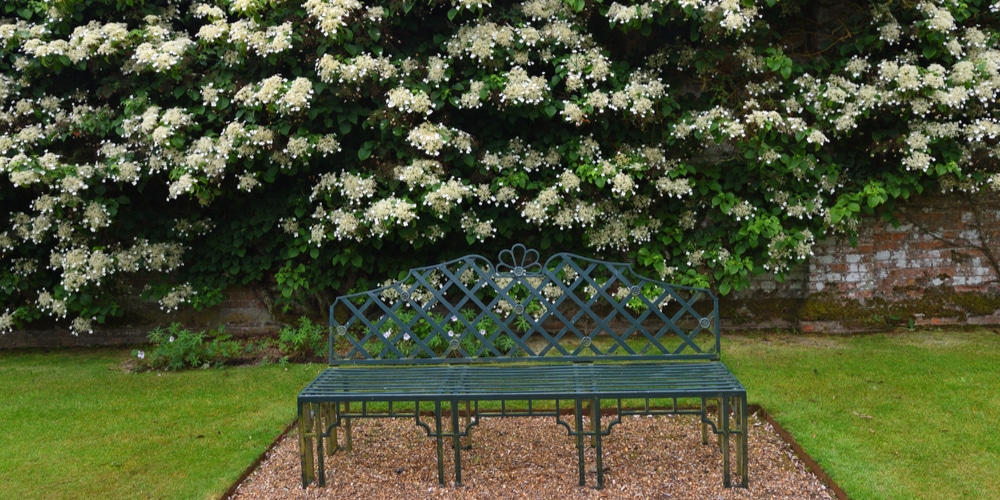 Climbing Hydrangea Winter