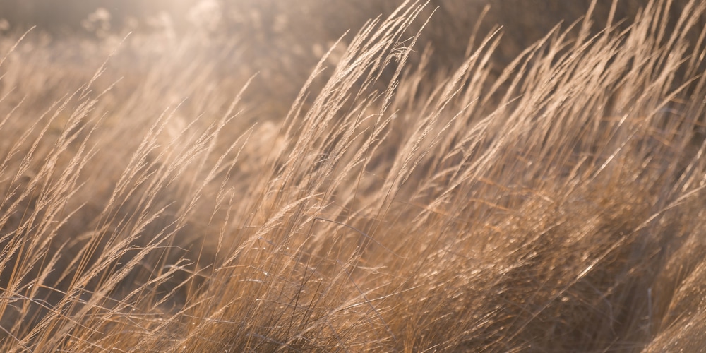 Color Grass Bronco