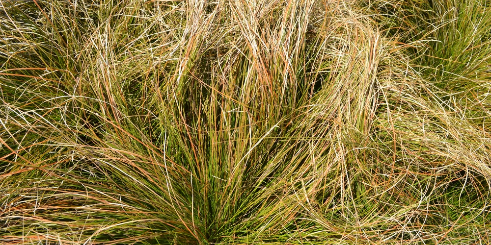 Color Grass Bronco