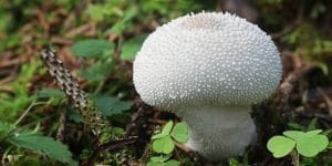 White fungus balls in soil