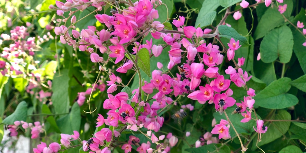 Coral Creeper