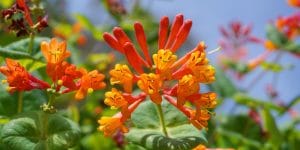 Red Wild Flowers