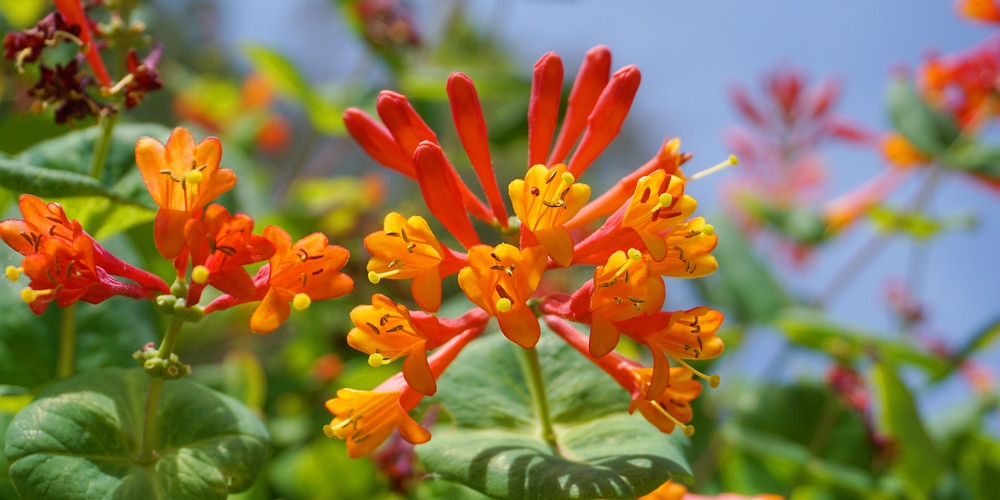 Does Honeysuckle Attract Bees?