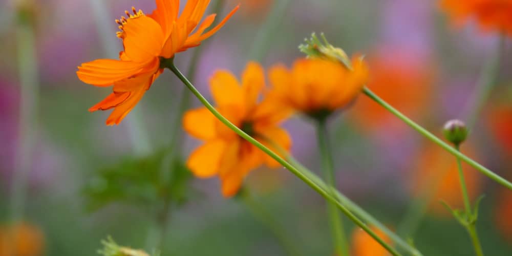 Leggy Cosmos Seedlings