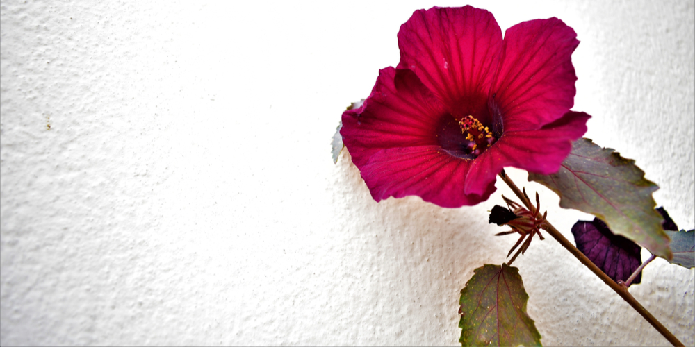 Tall Flowering Plants