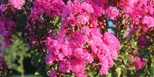 Will Vinegar Kill Crepe Myrtle?