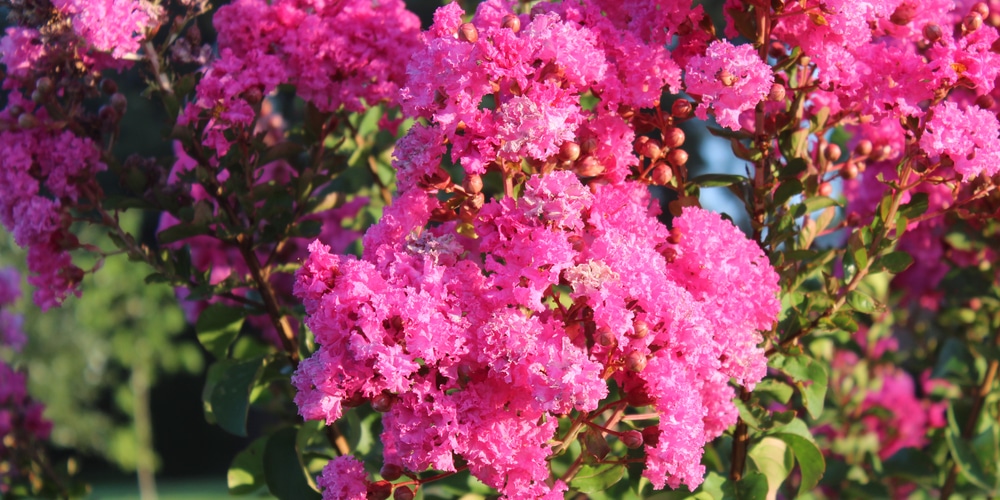 can crepe myrtle roots damage pipes