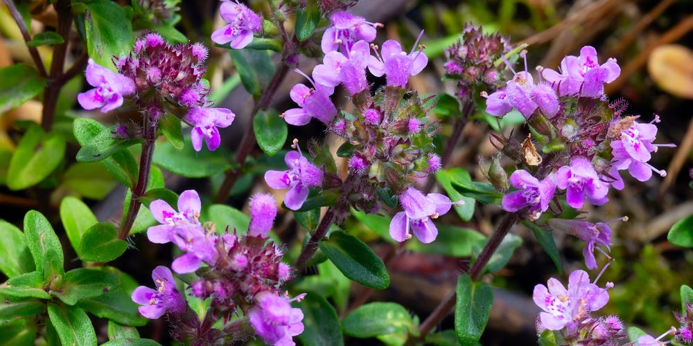 Creeping Thyme From Seed