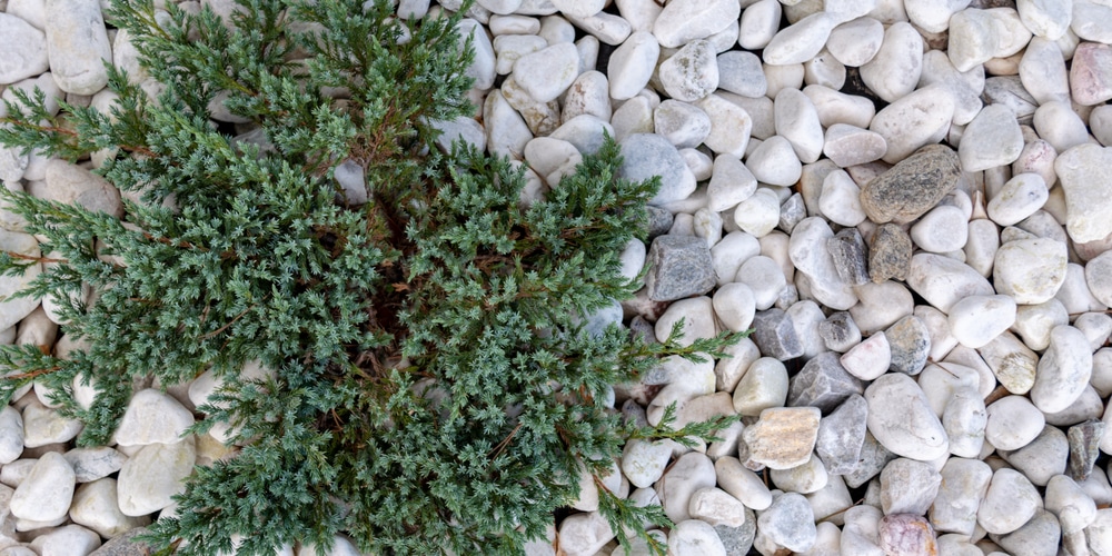 Ground Cover Plants in Texas