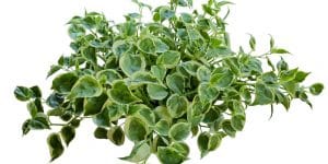 Cupid Peperomia