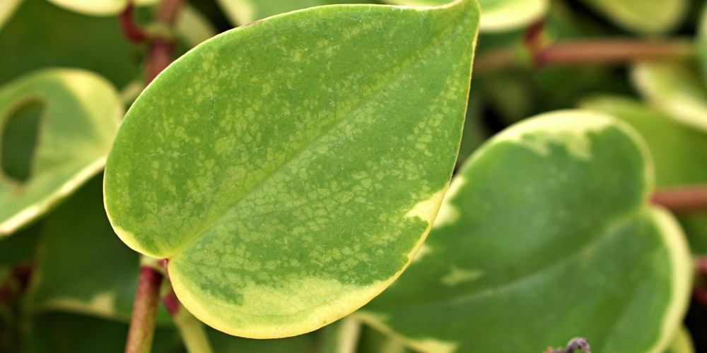 Cupid Peperomia