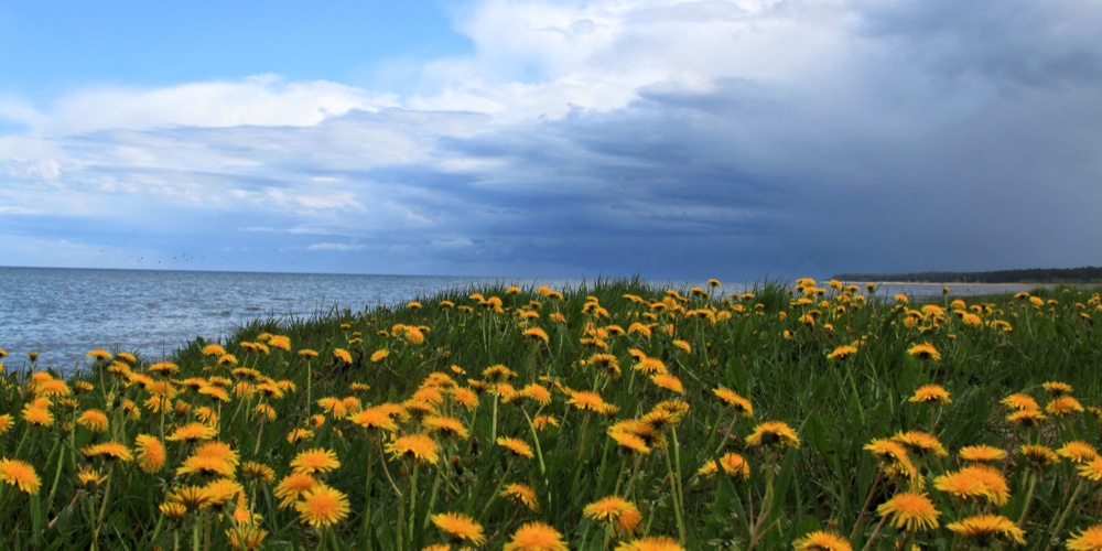 weeds with yellow flowers