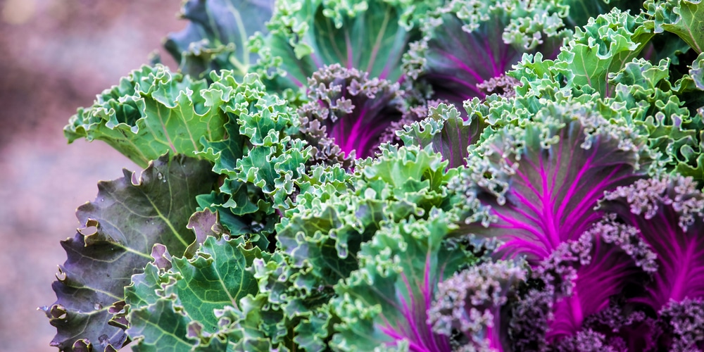 Decorative Kale