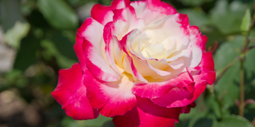 Fragrant Roses Zone 4