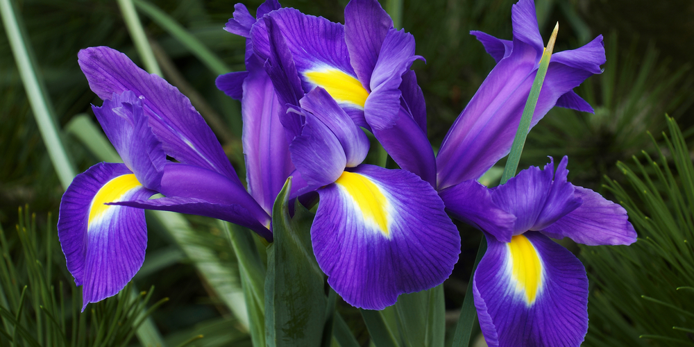 When to Plant Iris Bulbs in Oregon