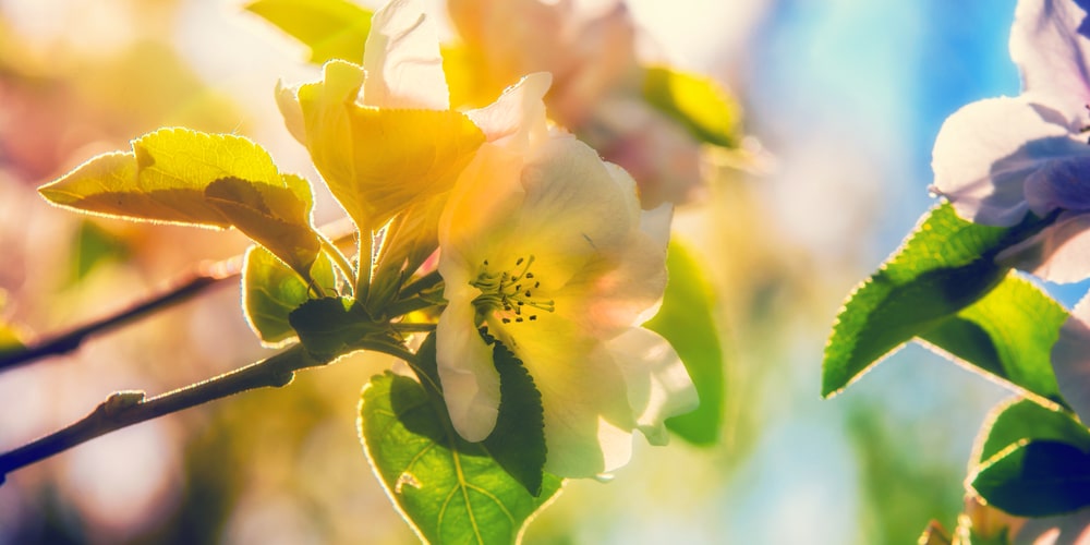 Virginia Cherry Tree