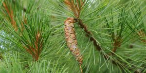 What Eats Pine Trees? 