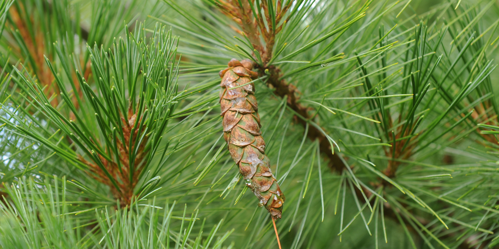 Maine Pine Trees