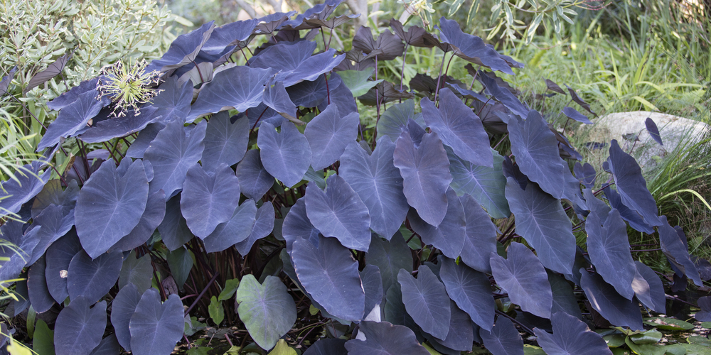 Do Elephant Ears Come Back Every Year?