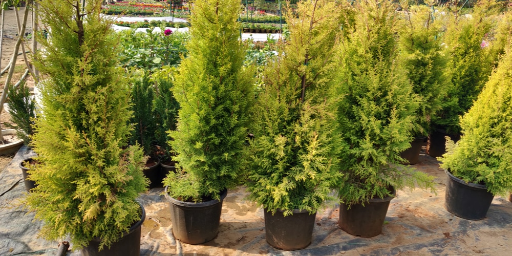 Can Emerald Green Arborvitae Grow in Shade