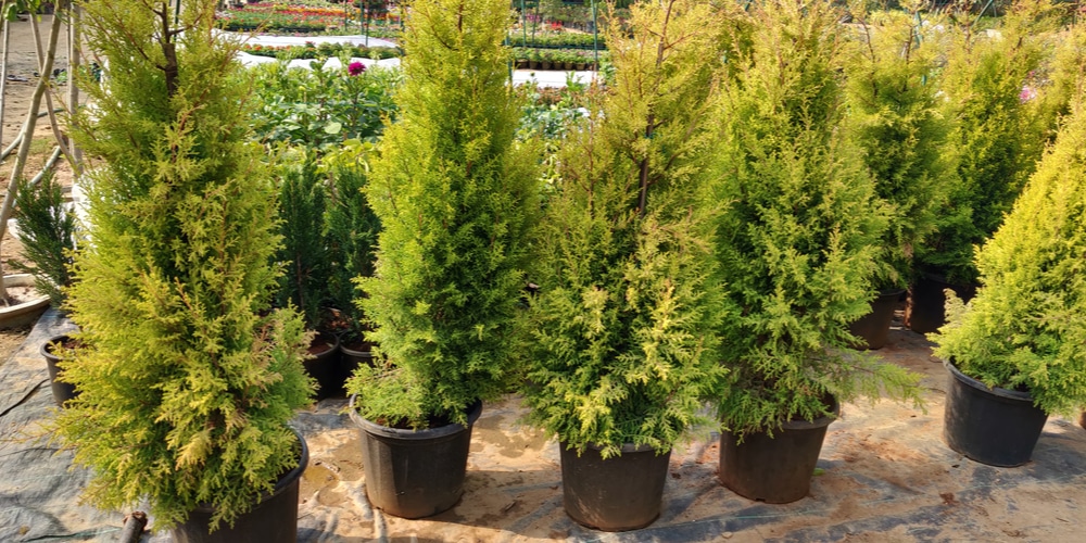 How Fast Does Arborvitae Grow