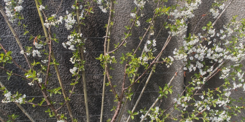 Zone 4 Cherry Trees