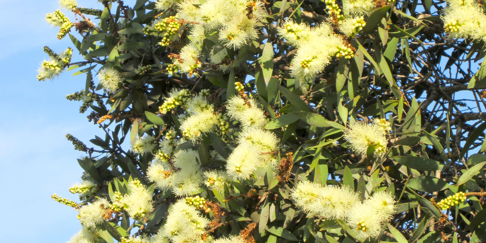 Eucalyptus Lemon Bush