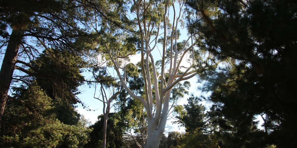 Eucalyptus Lemon Bush