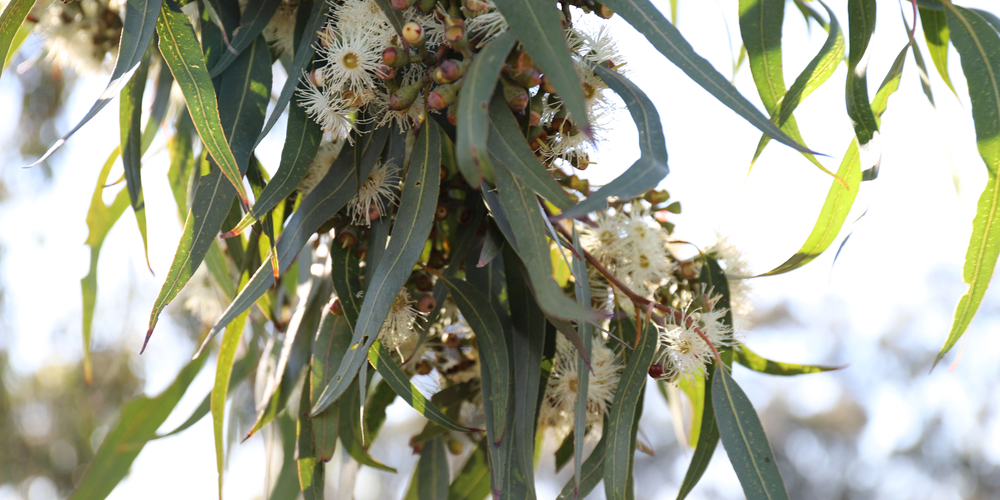 Eucalyptus Lemon Bush