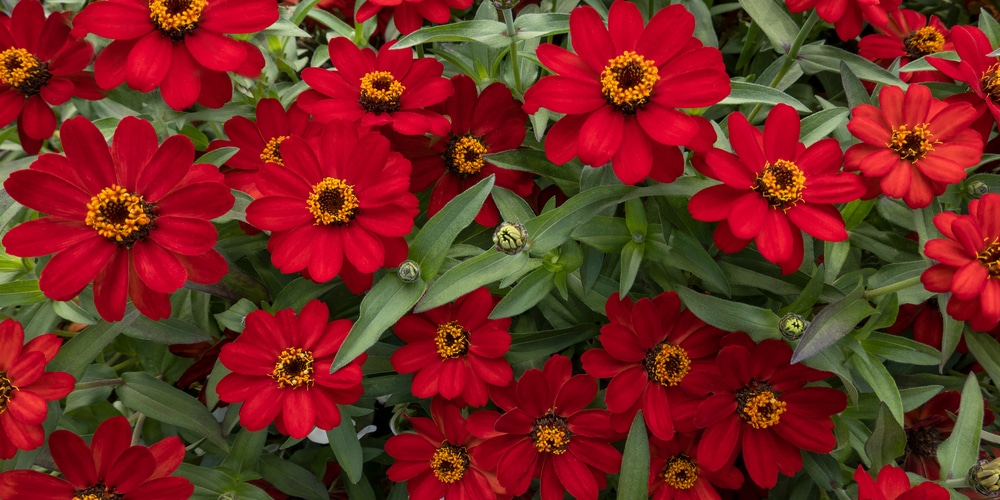 do hummingbirds like zinnias