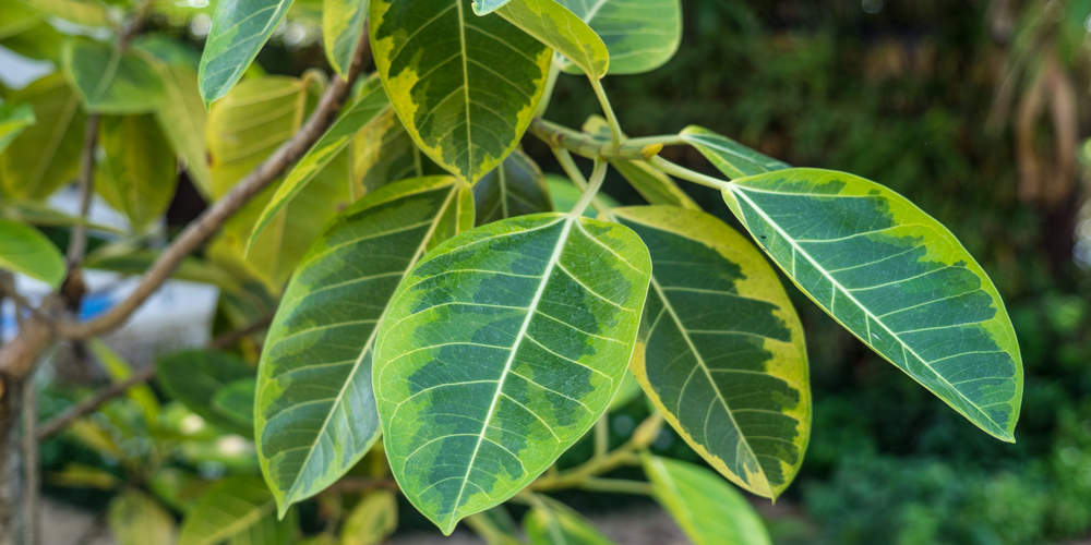 Ficus Altissima