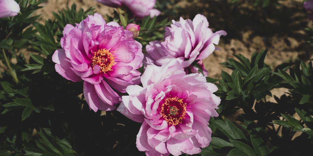 do peonies grow in colorado