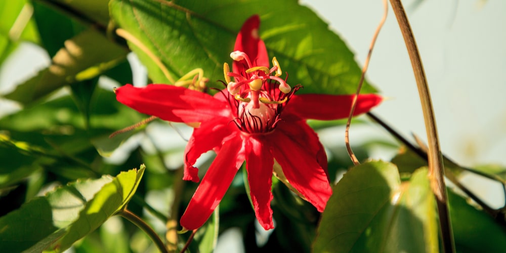 Florida Native Flowering Vines