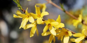 Yellow Flowering Bush Identification Guide