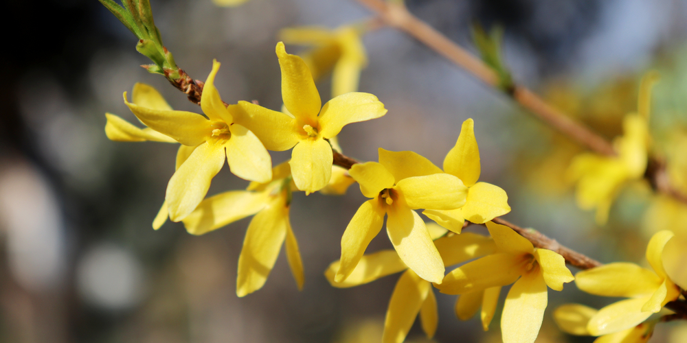 do bees like forsythia