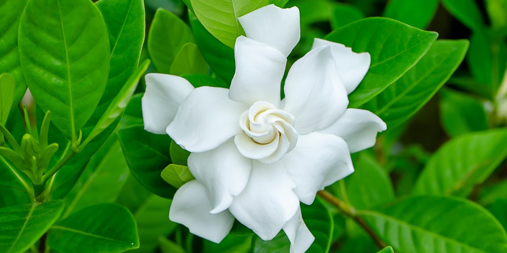 Gardenia Bush