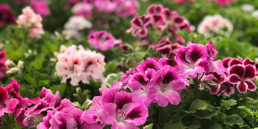 How To Collect Geranium Seeds