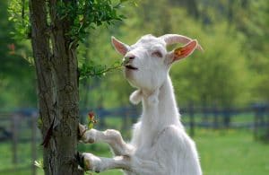 Can Goats Eat Lilacs?