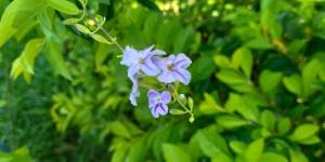 Blue Flowers Florida