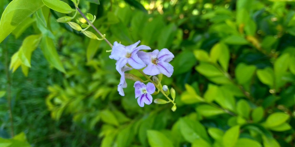 Blue Flowers Florida GFL Outdoors