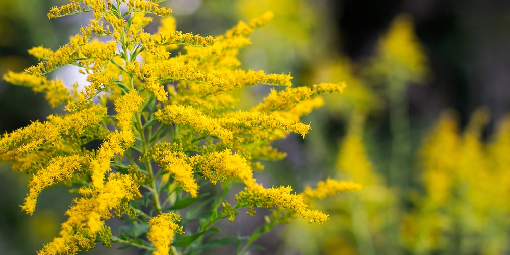 weeds with yellow flowers