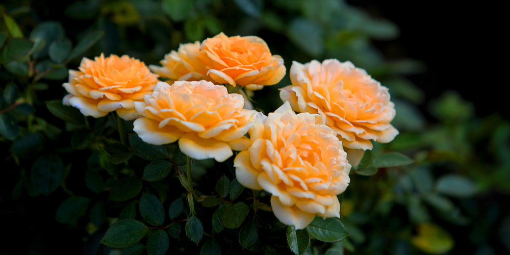 best soil for roses in pots