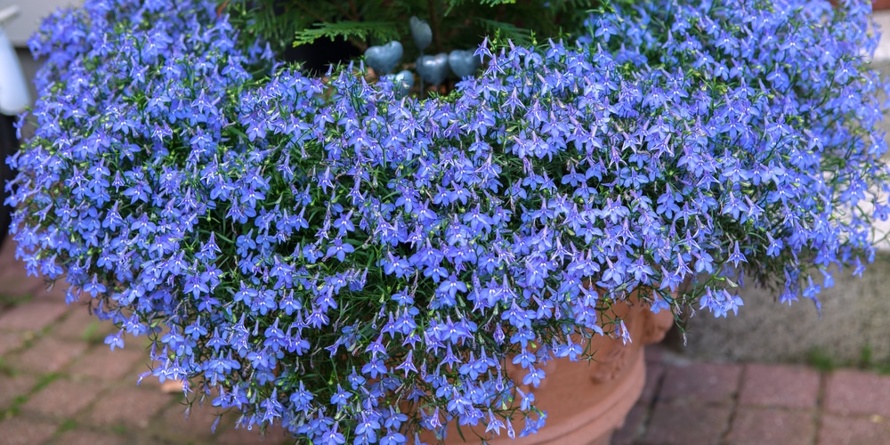 Is Lobelia a Perennial or An Annual?